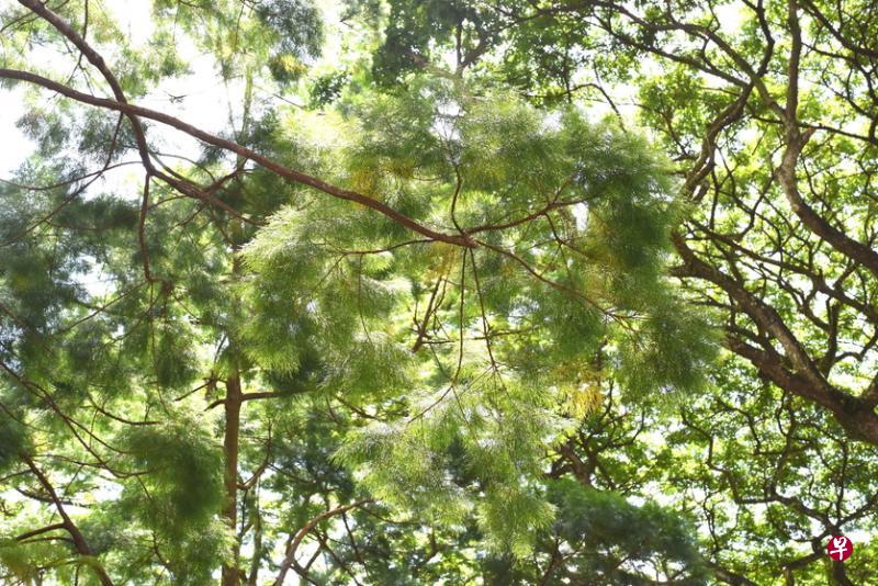 木麻黄在沿海地区有防风防海浪作用。(作者摄) 木麻黄在沿海地区有防风防海浪作用。(作者摄)