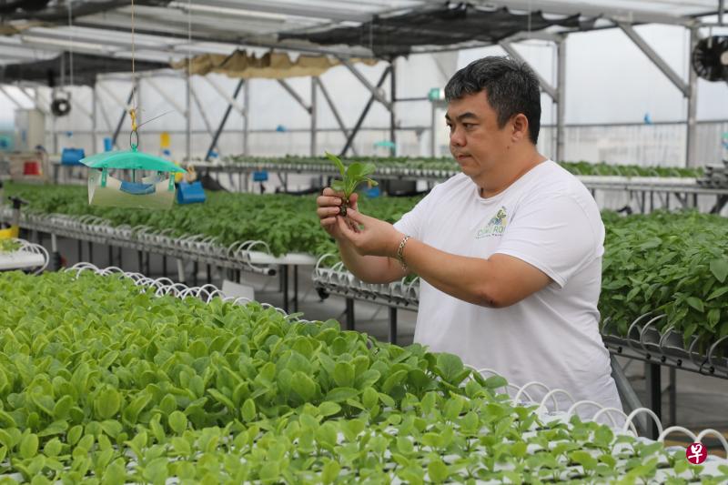 茂丰农场创办人林宜谦已计划申请政府新设立的“30x30快捷”津贴,用来应付扩充兀兰环道一带农场设施所须的花费。扩充后,这家以生产叶菜为主的农场产量估计可比目前多九倍。(邝启聪摄) 茂丰农场创办人林宜谦已计划申请政府新设立的“30x30快捷”津贴,用来应付扩充兀兰环道一带农场设施所须的花费。扩充后,这家以生产叶菜为主的农场产量估计可比目前多九倍。(邝启聪摄)