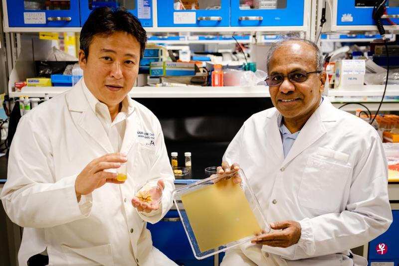 南大校长苏雷什教授(右)和材料科学与工程学院赵南俊教授及研究团队使用花粉颗粒制成可弯曲的类纸材料。(南洋理工大学提供) 南大校长苏雷什教授(右)和材料科学与工程学院赵南俊教授及研究团队使用花粉颗粒制成可弯曲的类纸材料。(南洋理工大学提供)