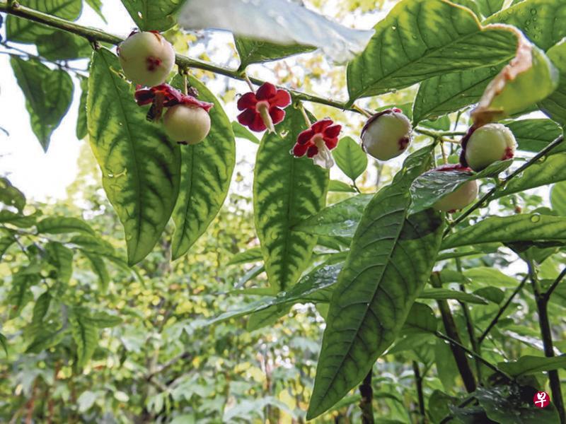 玛尼菜的花和果。(作者提供) 玛尼菜的花和果。(作者提供)