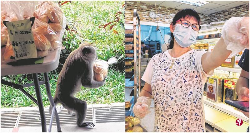 左图:猴子每天两次上门,拿了面包就跑。(受访者提供)右图:面包店员工沈美英说,猴子天天来偷面包,至今已损失近300元。(庄耿闻摄) 左图:猴子每天两次上门,拿了面包就跑。(受访者提供)右图:面包店员工沈美英说,猴子天天来偷面包,至今已损失近300元。(庄耿闻摄)