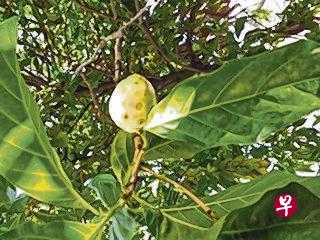 诺丽浆树常年开花结果。(作者摄) 诺丽浆树常年开花结果。(作者摄)