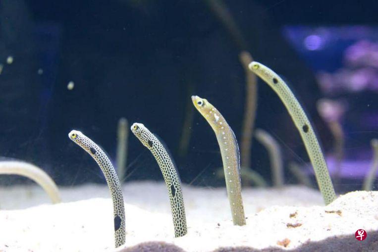 花园鳗生性胆小,一感觉受威胁就会钻进沙里。(墨田水族馆面簿) 花园鳗生性胆小,一感觉受威胁就会钻进沙里。(墨田水族馆面簿)