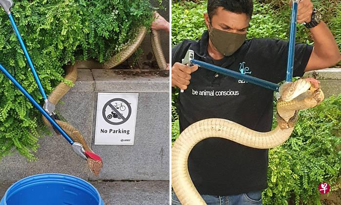 马西岭地铁站A出口前天出现长约3公尺的眼镜蛇王,公众当时发现眼镜蛇王匿藏在出口处的植物丛里。 两名关爱动物研究协会的工作人员到场后,即刻用捕蛇工具小心翼翼地抓蛇。(关爱动物研究协会提供) 马西岭地铁站A出口前天出现长约3公尺的眼镜蛇王,公众当时发现眼镜蛇王匿藏在出口处的植物丛里。 两名关爱动物研究协会的工作人员到场后,即刻用捕蛇工具小心翼翼地抓蛇。(关爱动物研究协会提供)