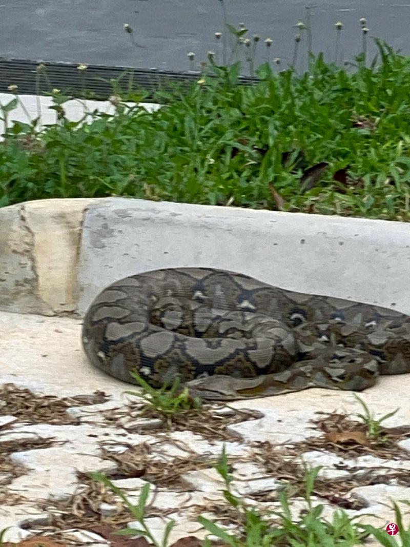 蟒蛇吞下小猫后,肚子显得鼓鼓的。(受访者提供) 蟒蛇吞下小猫后,肚子显得鼓鼓的。(受访者提供)