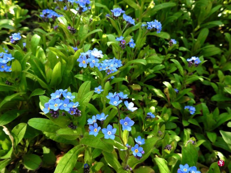 星星细雨蓝色勿忘我。 星星细雨蓝色勿忘我。