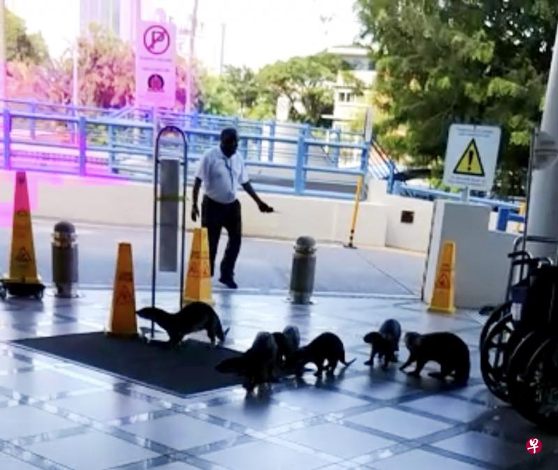 保安阿叔怕水獭们会被开进医院的车子撞上,亲自为它们在路边挡车。(读者提供) 保安阿叔怕水獭们会被开进医院的车子撞上,亲自为它们在路边挡车。(读者提供)
