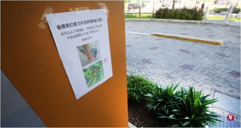 店长检查电眼,发现是阿嫲所为,于是张贴告示告诉阿嫲正确采摘方法。 店长检查电眼,发现是阿嫲所为,于是张贴告示告诉阿嫲正确采摘方法。