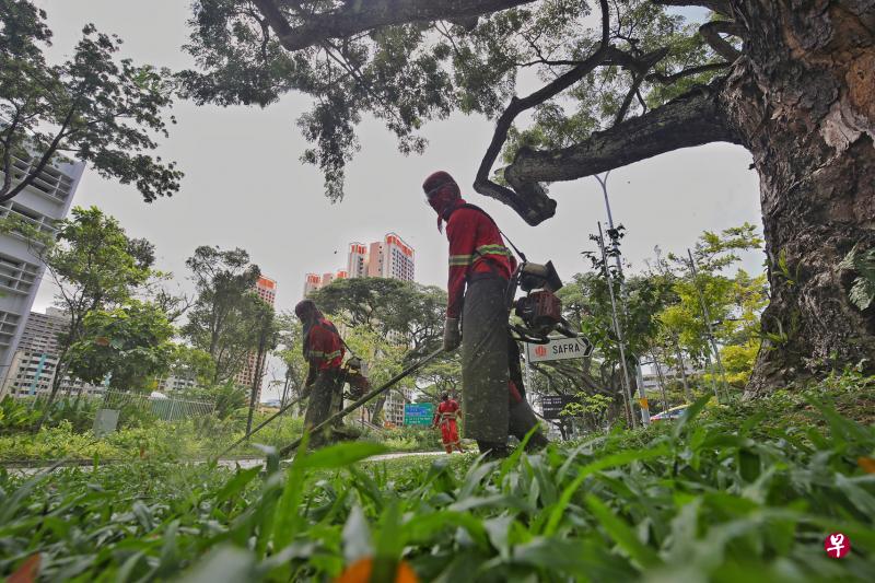 园景业虽然属于必要服务,但割草工人大多是客工,阻断措施实施初期不准开工,后来才慢慢放宽。(何炳耀摄) 园景业虽然属于必要服务,但割草工人大多是客工,阻断措施实施初期不准开工,后来才慢慢放宽。(何炳耀摄)
