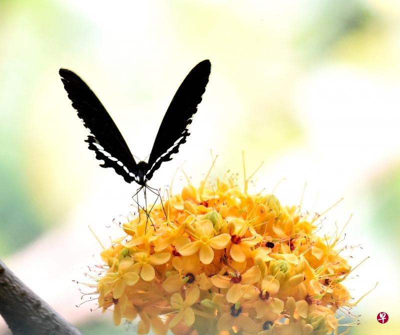 玉带凤蝶(common mormon)展翅的身影。 玉带凤蝶(common mormon)展翅的身影。