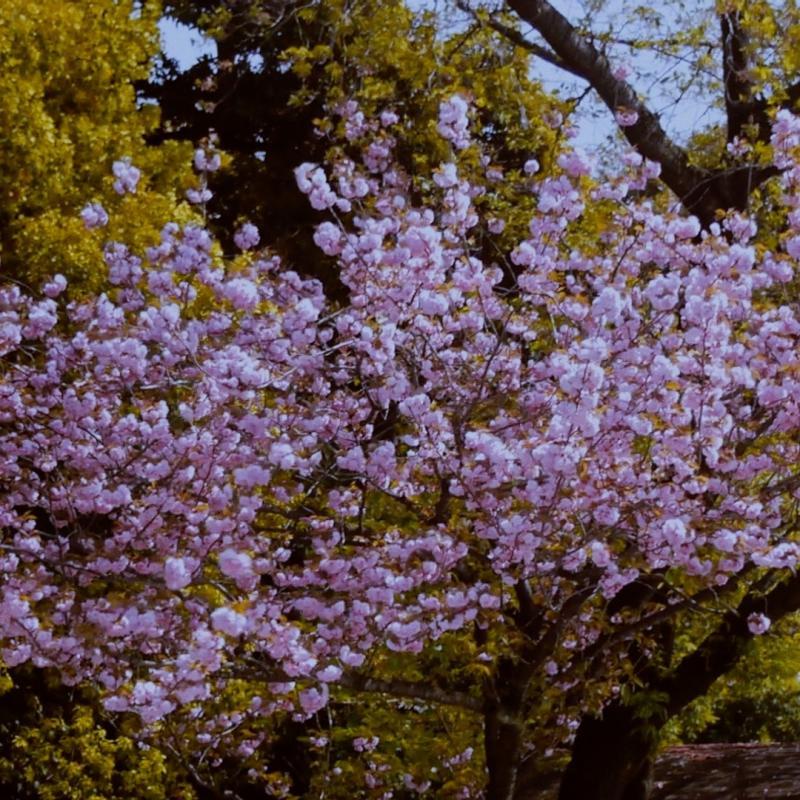 雷远彬的短片《晚春》采用日本境内影像,既诗意也散发出死亡与希望的氛围。 雷远彬的短片《晚春》采用日本境内影像,既诗意也散发出死亡与希望的氛围。