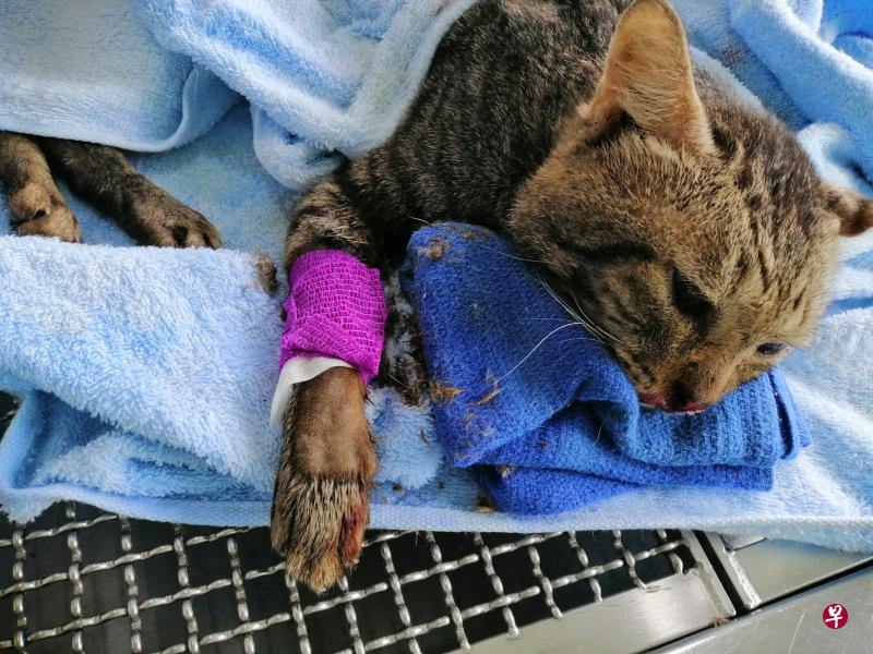 在第388座组屋楼下发现的猫,虽被及时救起,但伤势过重最后安乐死。(取自面簿) 在第388座组屋楼下发现的猫,虽被及时救起,但伤势过重最后安乐死。(取自面簿)