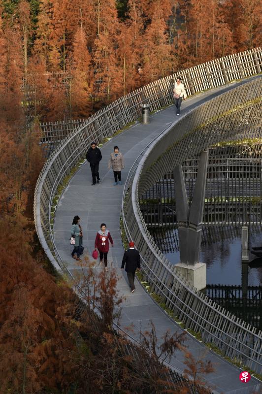 ←福道被暖色调的池杉群所环抱,在寒冷季节给人们的心理带来了丝丝暖意。 ←福道被暖色调的池杉群所环抱,在寒冷季节给人们的心理带来了丝丝暖意。