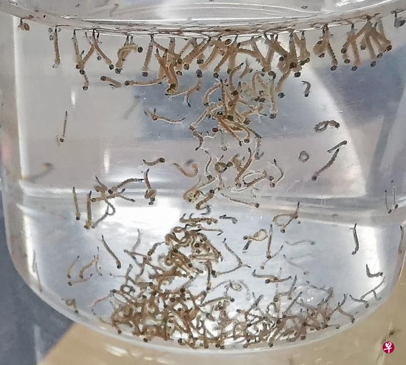 本月起,国家环境局将逐步扩大伊蚊绝育试验计划。(档案照片) 本月起,国家环境局将逐步扩大伊蚊绝育试验计划。(档案照片)