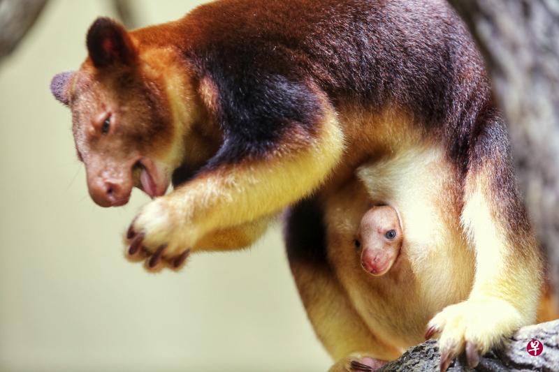 古氏树袋鼠宝宝如今五个月大,从妈妈的育儿袋内窥探世界时,让人发现它毫发未长的小脑袋。(萧紫薇摄) 古氏树袋鼠宝宝如今五个月大,从妈妈的育儿袋内窥探世界时,让人发现它毫发未长的小脑袋。(萧紫薇摄)