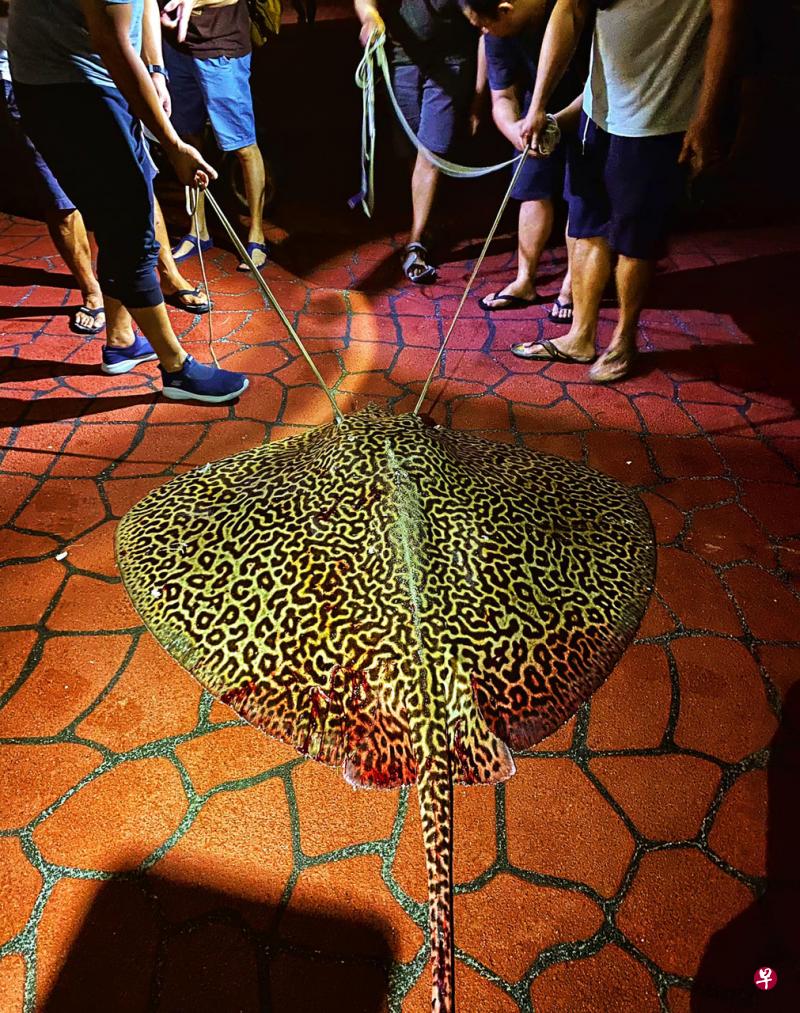 周四晚被钓上来的80公斤魔鬼鱼,体积巨大。(取自shore-angler.com网站) 周四晚被钓上来的80公斤魔鬼鱼,体积巨大。(取自shore-angler.com网站)