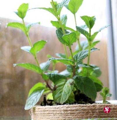 薄荷是一种非常容易种植的粗生植物,只需花盆或花槽便可种植。(档案照) 薄荷是一种非常容易种植的粗生植物,只需花盆或花槽便可种植。(档案照)