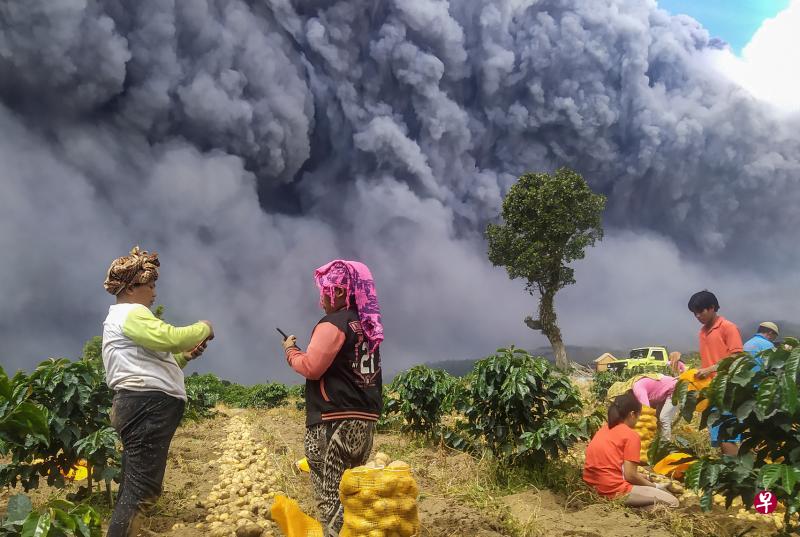 昨天在北苏门答腊,锡纳朋火山又喷发出大量浓厚的烟灰。附近农地里,村民若无其事在收割马铃薯。(法新社) 昨天在北苏门答腊,锡纳朋火山又喷发出大量浓厚的烟灰。附近农地里,村民若无其事在收割马铃薯。(法新社)