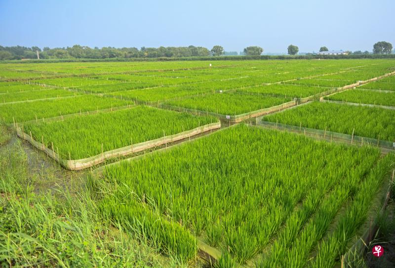 受访专家指出,冠病疫情全球蔓延、南方洪灾等因素,让中国的“米袋子”面临严峻考验,粮食安全问题不可盲目乐观。图为辽宁一个实验田。(中新社) 受访专家指出,冠病疫情全球蔓延、南方洪灾等因素,让中国的“米袋子”面临严峻考验,粮食安全问题不可盲目乐观。图为辽宁一个实验田。(中新社)