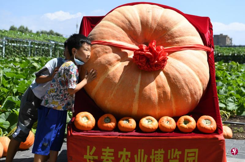 第19届中国长春国际农业·食品博览(交易)会开幕,一个约1000斤(500公斤)重巨型南瓜吸引游人纷纷拍照留念,此巨型南瓜的体型和重量均为历届长春农博会之最。(中新社) 第19届中国长春国际农业·食品博览(交易)会开幕,一个约1000斤(500公斤)重巨型南瓜吸引游人纷纷拍照留念,此巨型南瓜的体型和重量均为历届长春农博会之最。(中新社)