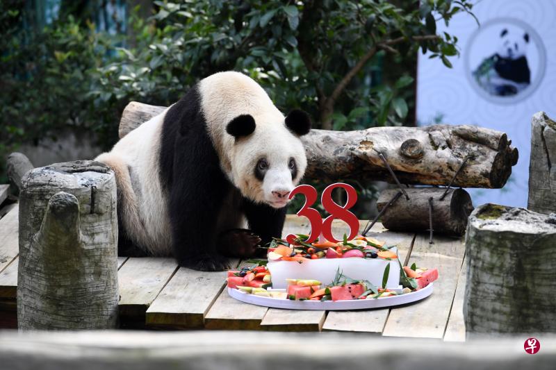 全世界年纪最大的熊猫“新星”,上周日在重庆欢庆38岁生日。(新华社) 全世界年纪最大的熊猫“新星”,上周日在重庆欢庆38岁生日。(新华社)