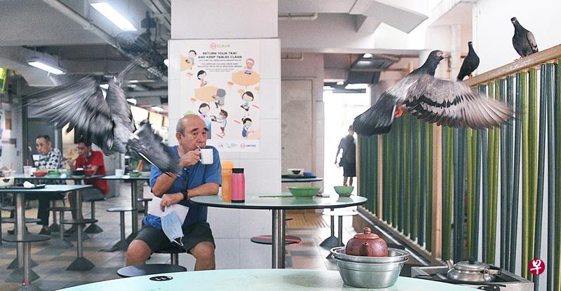 鸽子聚集抢食, 完全不怕人。(蔡振鸿摄) 鸽子聚集抢食, 完全不怕人。(蔡振鸿摄)