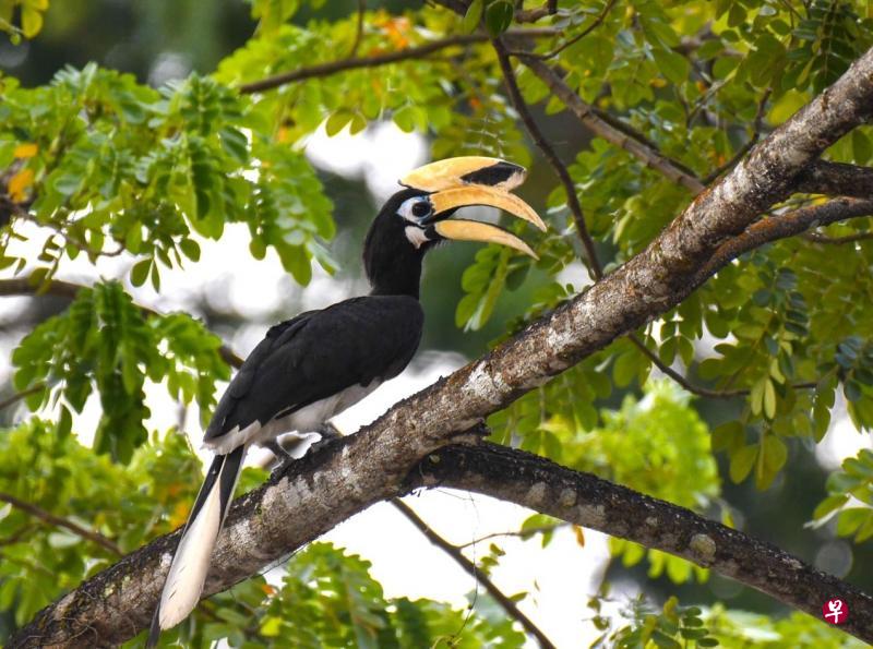 在打靶场路偶遇犀鸟。(石美音摄影) 在打靶场路偶遇犀鸟。(石美音摄影)