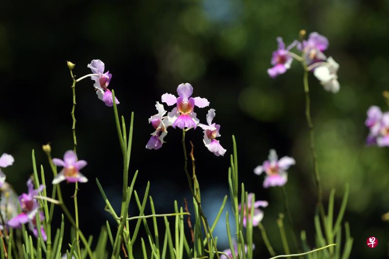 新加坡诗歌节2020一连三天,邀请四个语文的国内外诗人在线上谈诗。(档案照) 新加坡诗歌节2020一连三天,邀请四个语文的国内外诗人在线上谈诗。(档案照)