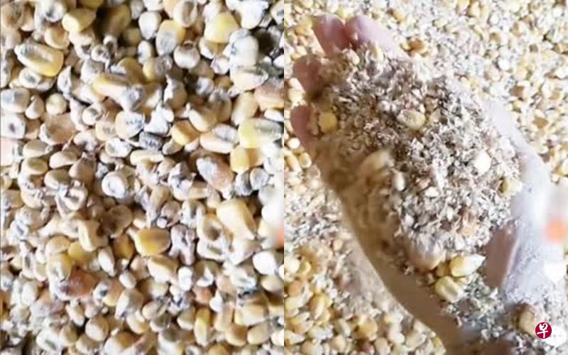 今年7月的一段网络视频揭露中储粮在黑龙江一处粮仓里储备的玉米泡水发霉,且掺杂大量本应被筛除的碎渣。(互联网) 今年7月的一段网络视频揭露中储粮在黑龙江一处粮仓里储备的玉米泡水发霉,且掺杂大量本应被筛除的碎渣。(互联网)