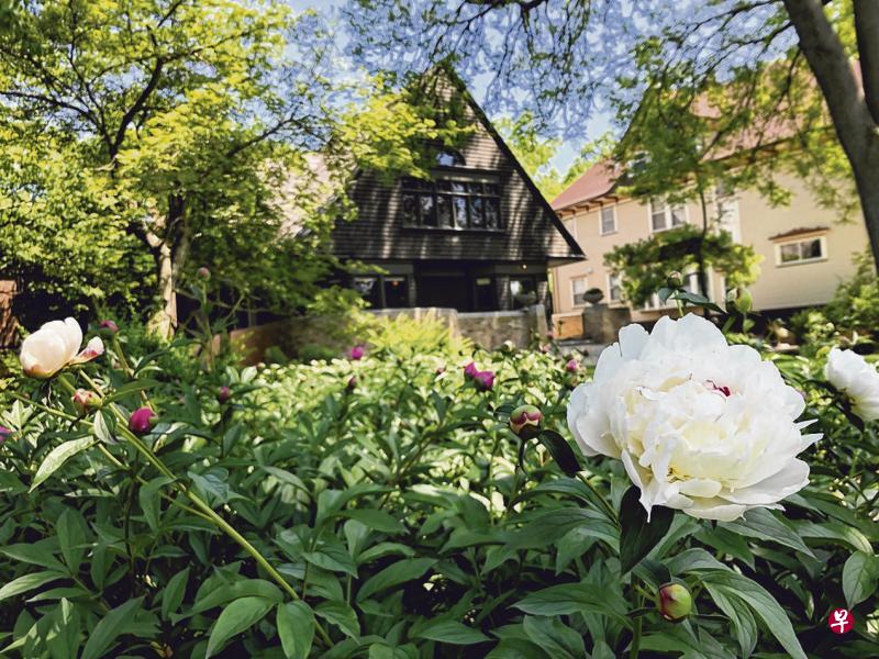 美国建筑大师弗兰克·劳埃德·赖特故居种满红色和白色的牡丹。 美国建筑大师弗兰克·劳埃德·赖特故居种满红色和白色的牡丹。