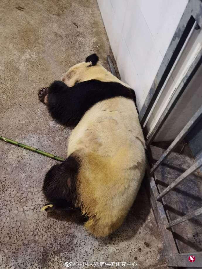 大熊猫“雷雷”生前照片(中国大熊猫保护研究中心微博) 大熊猫“雷雷”生前照片(中国大熊猫保护研究中心微博)