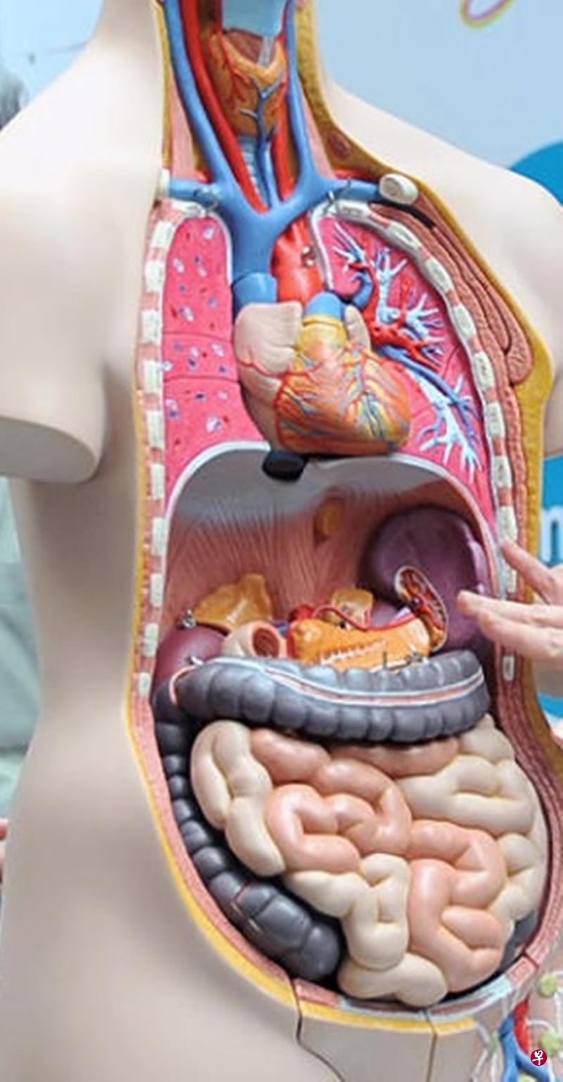 溃疡性大肠炎患者有可能须要切除整个结肠和直肠。(档案照) 溃疡性大肠炎患者有可能须要切除整个结肠和直肠。(档案照)