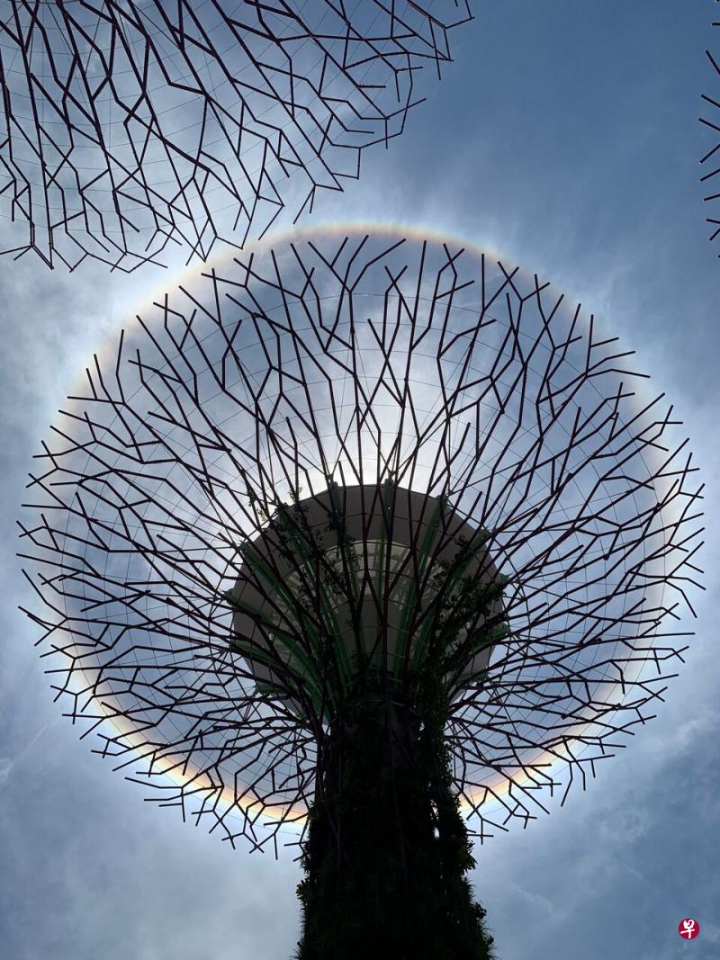 站在滨海湾花园擎天树下看日晕,别有一番景致。(取自滨海湾花园面簿) 站在滨海湾花园擎天树下看日晕,别有一番景致。(取自滨海湾花园面簿)