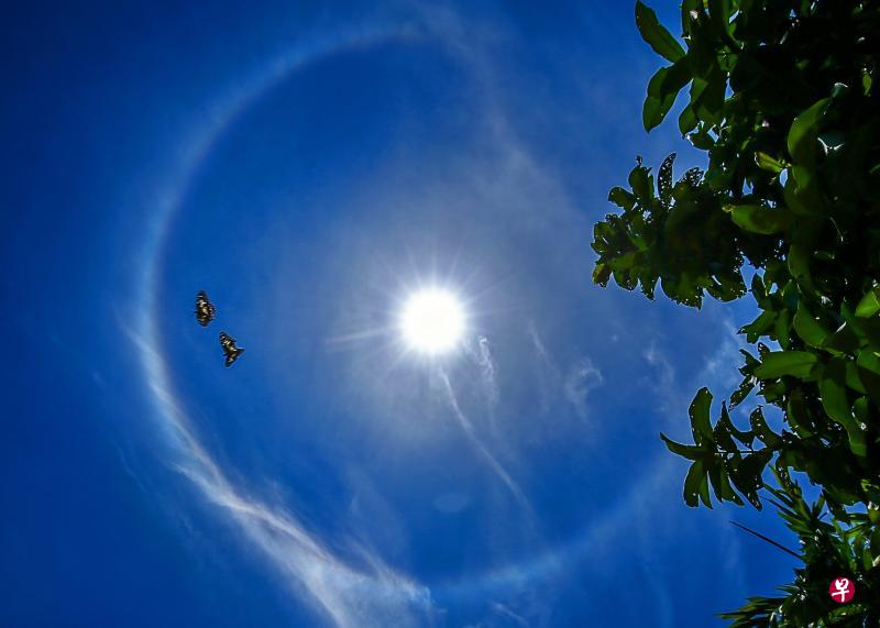 空中罕见出现日晕,两只蝴蝶也乘兴在空中嬉戏。(何家俊摄) 空中罕见出现日晕,两只蝴蝶也乘兴在空中嬉戏。(何家俊摄)