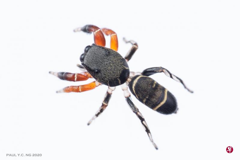 乌敏岛生物多样性综合调查预计于今年底完成,至今已进行超过165次田野考察,并发现20个岛上新物种,其中包括科学界未有记录的蜘蛛品种,显示乌敏岛在保护我国生物多样性方面扮演了重要角色。(公园局提供) 乌敏岛生物多样性综合调查预计于今年底完成,至今已进行超过165次田野考察,并发现20个岛上新物种,其中包括科学界未有记录的蜘蛛品种,显示乌敏岛在保护我国生物多样性方面扮演了重要角色。(公园局提供)