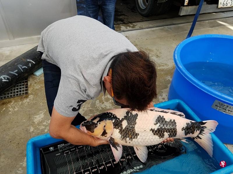 王厉坤在鱼场内照料锦鲤。 ( 受访者提供 ) 王厉坤在鱼场内照料锦鲤。 ( 受访者提供 )