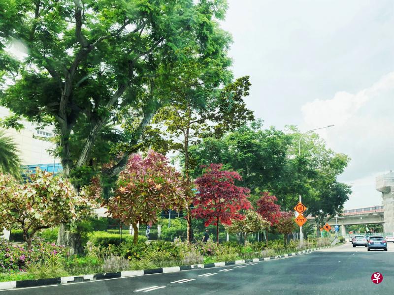 东海岸将沿着新樟宜路上段和罗央大道,打造一条15公里长的中央绿色廊道。廊道也将栽种各种各样的本土树木和灌木,图为樟宜东路上段的构想图。(国家公园局提供) 东海岸将沿着新樟宜路上段和罗央大道,打造一条15公里长的中央绿色廊道。廊道也将栽种各种各样的本土树木和灌木,图为樟宜东路上段的构想图。(国家公园局提供)