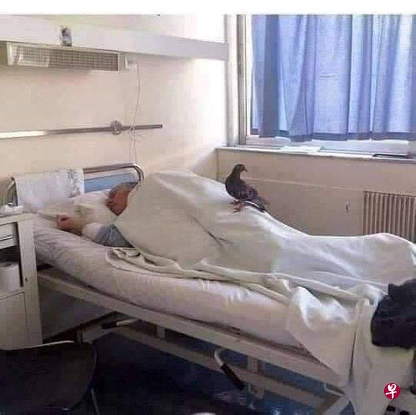 老翁卧病在床,鸽子飞来探病,停留一会儿后再离开。(中国报) 老翁卧病在床,鸽子飞来探病,停留一会儿后再离开。(中国报)