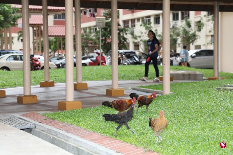 去年,上千名汤申新民阁居民投票决定野鸡去留,超过九成要把野鸡留下。(档案照片) 去年,上千名汤申新民阁居民投票决定野鸡去留,超过九成要把野鸡留下。(档案照片)