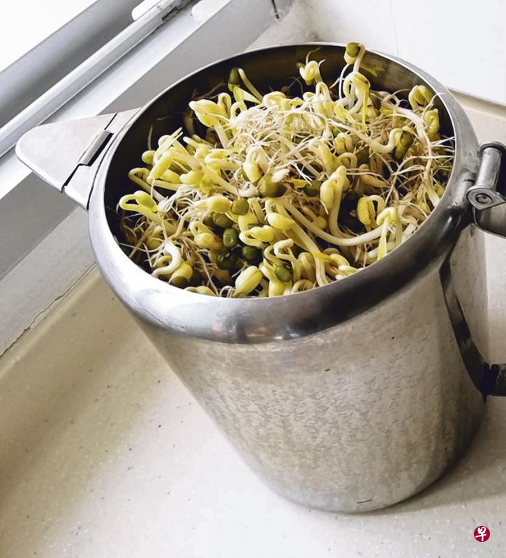 满壶的豆芽争着看壶外的风景。 满壶的豆芽争着看壶外的风景。