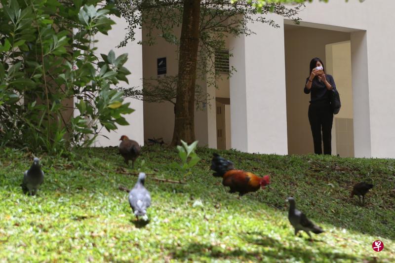 汤申新民阁组屋的野鸡数量一年内翻倍,目前达到约四五十只,有居民投诉野鸡的噪音干扰居家办公者,以及在准备考试的孩子。(李健玮摄) 汤申新民阁组屋的野鸡数量一年内翻倍,目前达到约四五十只,有居民投诉野鸡的噪音干扰居家办公者,以及在准备考试的孩子。(李健玮摄)