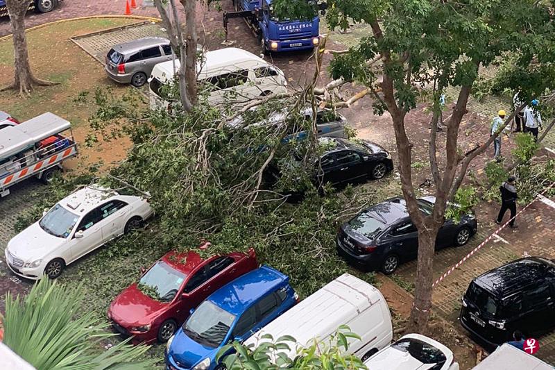 郭伟旺今早看见停车场多辆汽车被大树砸中,赶紧拍下照片传给本报。(读者提供) 郭伟旺今早看见停车场多辆汽车被大树砸中,赶紧拍下照片传给本报。(读者提供)