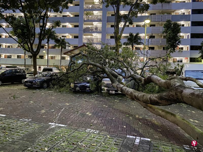 沈氏通道昨天凌晨5时许下起了狂风暴雨,六层楼高的大树被连根拔起,砸坏至少五辆车。(读者提供) 沈氏通道昨天凌晨5时许下起了狂风暴雨,六层楼高的大树被连根拔起,砸坏至少五辆车。(读者提供)