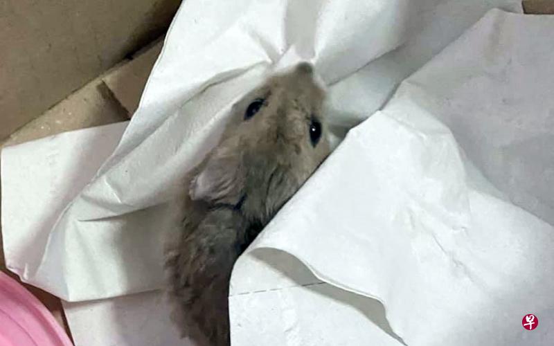 家猫不知从何处叼回一只仓鼠,令猫主人头疼。(取自面簿) 家猫不知从何处叼回一只仓鼠,令猫主人头疼。(取自面簿)