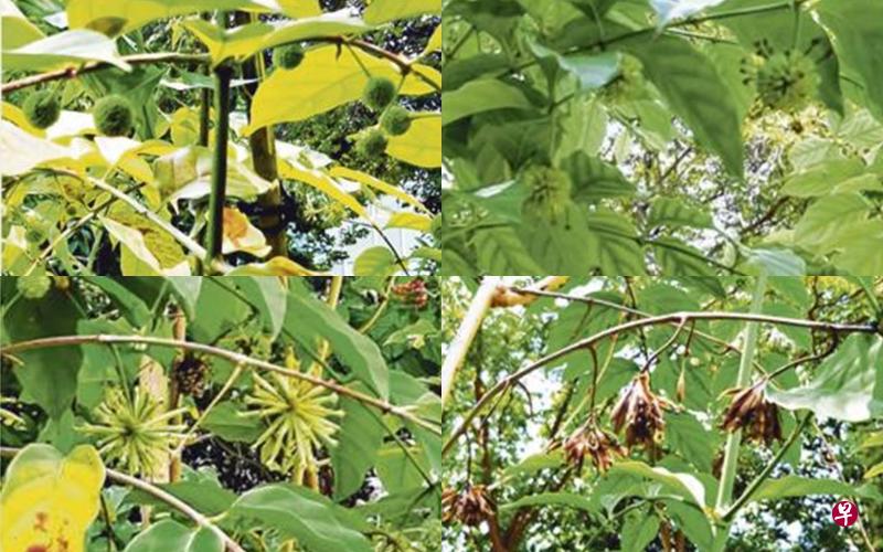 甘蜜从发芽、开花到结果共110天。左起小芽、花芽、开花与结果。 甘蜜从发芽、开花到结果共110天。左起小芽、花芽、开花与结果。