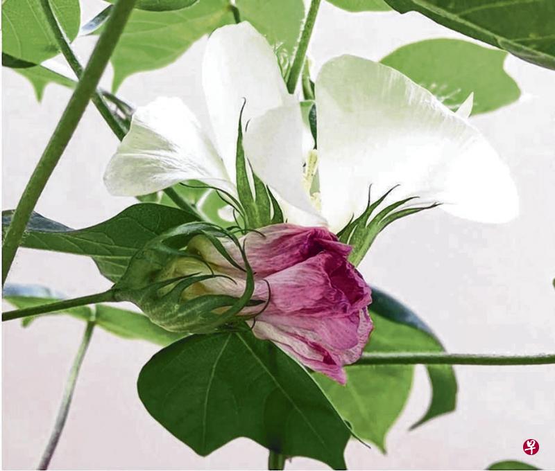 白色花儿在凋谢前转为粉红。 白色花儿在凋谢前转为粉红。