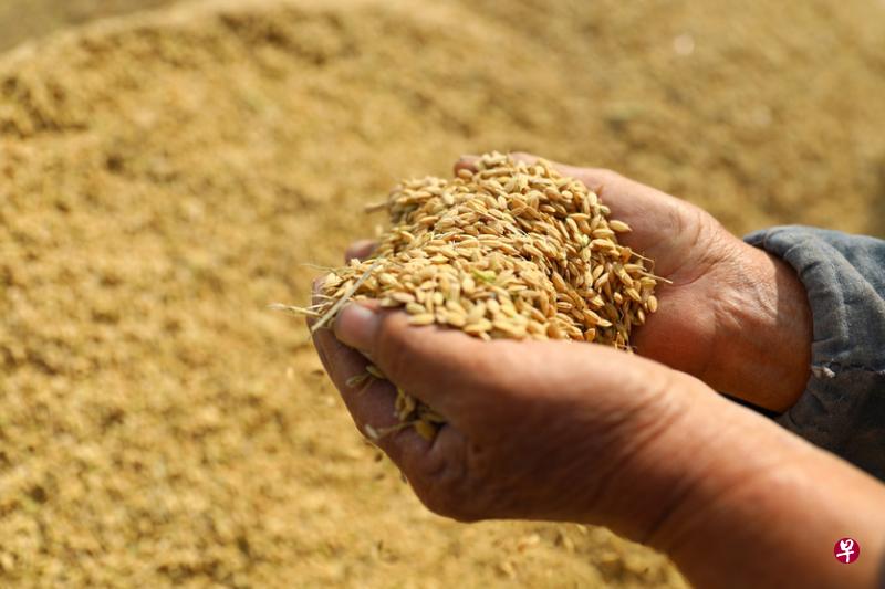 金秋时节,水稻飘香,安徽淮北农民日前手捧刚收获的稻谷。(新华社) 金秋时节,水稻飘香,安徽淮北农民日前手捧刚收获的稻谷。(新华社)