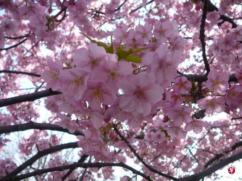 一团粉红的娇嫩是樱花的颜色，春天的魂魄。（黄向京摄）