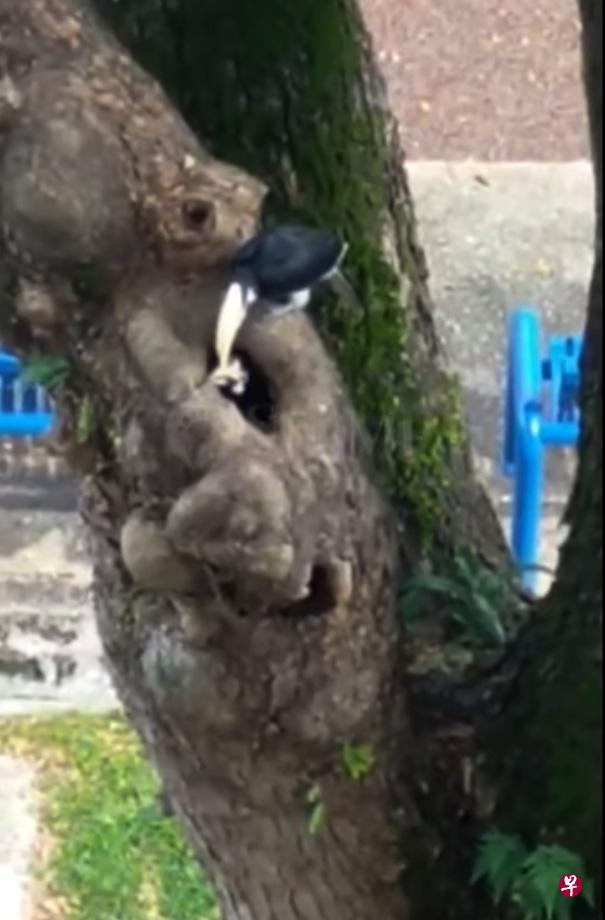 网民看见两只犀鸟在邻里一棵大树上筑巢,相信不久后就会迎来小犀鸟。(取自网络) 网民看见两只犀鸟在邻里一棵大树上筑巢,相信不久后就会迎来小犀鸟。(取自网络)