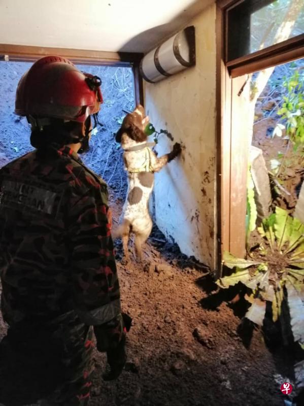 霹雳州消防与拯救队派出灵犬在度假村土崩现场协助搜救。(星洲日报) 霹雳州消防与拯救队派出灵犬在度假村土崩现场协助搜救。(星洲日报)